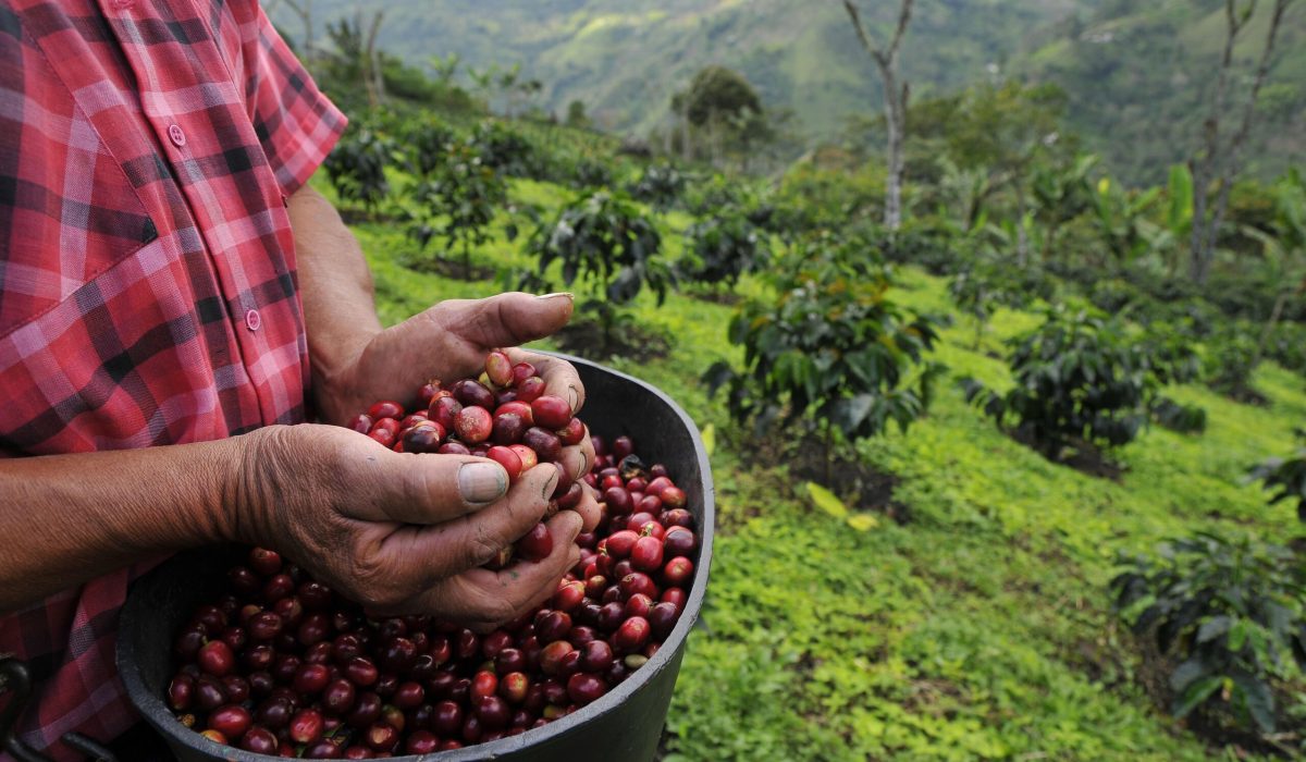 African Coffee Campus